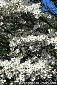 We did not find results for: White Flowering Dogwood Trees Greenwood Nursery