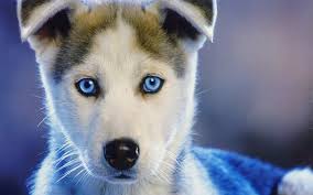 It's head is triangular shaped with erect ears. Husky Puppy Snout Blue Eyed Husky Puppy Snout Blue Eyed Hd Wallpaper Wallpaperbetter