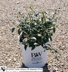 Show Off Starlet Forsythia Is A Smaller Maturing Shrub With Bright Yellow Flowers It S A Great Forsythia For The Front Proven Winners Shrubs Shrubs Forsythia