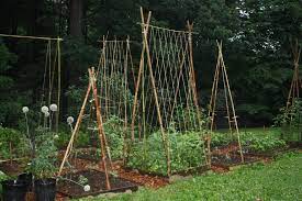 Maybe you would like to learn more about one of these? Bamboozling How To Build A Bamboo Trellis Let S Face The Music