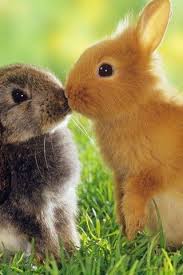 Rabbits Love Cute Fluffy Animal Two Rabbits In Love Dia Mundial Del Animal Imagenes De Animales Animales Pequenos
