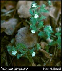 Image result for Nelsonia