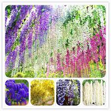 Wisteria Bonsai Vine Seed Modern Market Online Ornamental Plants Wisteria Tree Flower Seeds