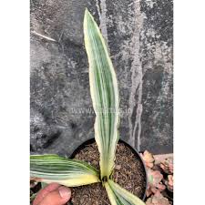 Image result for Usteria guineensis