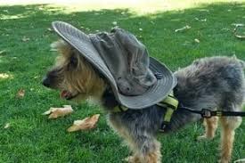 Maybe you would like to learn more about one of these? Are Dogs Allowed On National Park Trails A Helpful Guide Small Car Camp