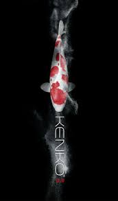 kohaku koi for kenko campaign koi shops online shop