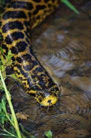 New Images For Anaconda Snake Anaconda Snake Anaconda World Biggest Snake