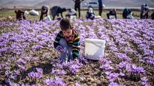 Offering the finest quality of saffron threads. Panen Saffron Di Iran Pars Today