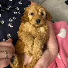 Cockapoo puppies illinois for sale. Adorable Puppies For Adoption Near Me Cockapoo Puppies For Sale Near Me Cockapoo Puppies For Adoption Near Me