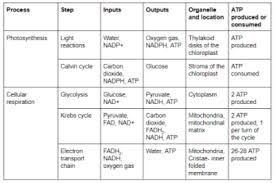 List the inputs and outputs of photosynthesis. Describe The Stages Of Cellular Respiration And Photosynthesis And Their Interaction And Interdependence Including Raw Materials Products And Amount Of Atp Or Glucose Produced During Each Phase Ho Study Com