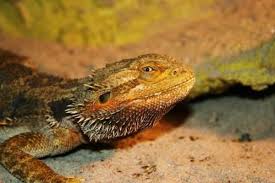 Where Do Bearded Dragons Like To Be Pet Bearded Dragon Cute Bearded Dragon Animals