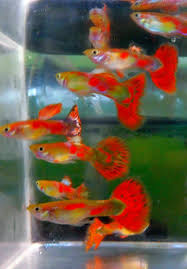 3 Nice Pair Of Blonde Red Multi Guppies Aquarium Fish For Sale Fish Fish For Sale