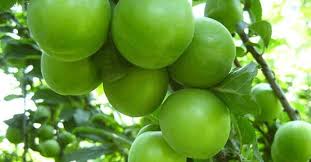 Rüyada yeşile boyanmış ev görmek beklemediği bir anda üst üste müjdeli haberler alacağına. Ruyada Yesil Gormek Ne Anlama Gelir