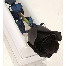 Gift hampers with free delivery | fruit baskets & fruit hampers | by igift® for christmas, birthday, get well, sympathy, condolences. Buy Black Rose In A Display Box Florist South Melbourne