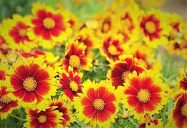 Maybe you would like to learn more about one of these? Monthly Beginners Wildflower Walk Dogwood Canyon Audubon Center Cedar Hill Tx June 5 2021