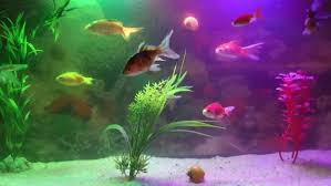 Punya air aquarium yang jernih, bersih dan bening pasti adalah dambaan dari semua penghobi ikan hias. Video Akuarium Ikan Yang Indah Templat Postermywall