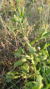 Image result for Sphaeranthus chandleri