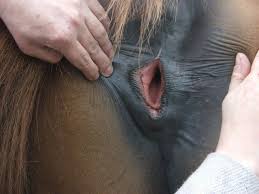 Mare Horse Pussy Mare Pussy Mare Pussy 13452 | Hot Sex Picture