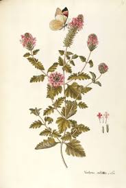 Image result for Verbenaceae