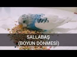 Sallabas Salmonella Youtube