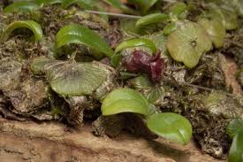 Image result for Stolzia repens