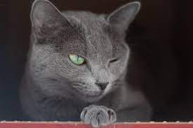 mavi rus kedisi russian blue miyavliyo