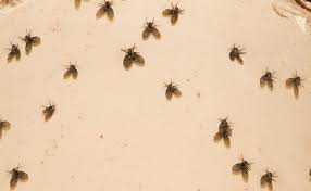 Jan 01, 2014 · how do i get rid of tiny black bugs? Why Are Drain Flies In My Bathroom How To Get Rid Of Drain Flies