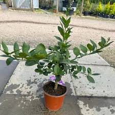 Image result for Citrus × aurantiifolia