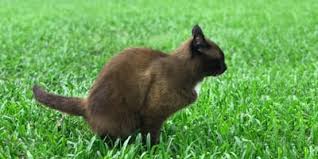 Check spelling or type a new query. What Does Black Poop In Cats Mean