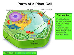 We did not find results for: Parts Of A Plant Cell Vacuole Mitochondria Nucleus Ppt Video Online Download