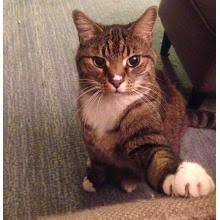How To Fix The Worst Cat Behavior Problems Cat Behavior Bad Cats Cat Behavior Problems
