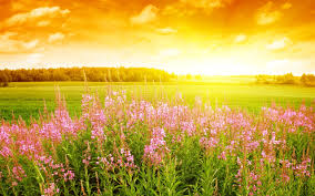 Features of spring wallpapers for mobile app: Spring Background Hd Wallpaper 2560x1600 31820