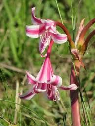 Image result for Crinum stuhlmannii