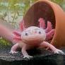 axolotl from www.nhm.ac.uk