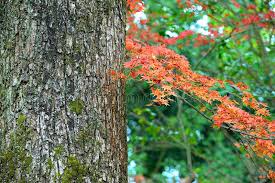 Red maple crossing roots seem to be less of an issue than norway maples', which are infamous in their circumstance. 774 Maple Tree Roots Photos Free Royalty Free Stock Photos From Dreamstime