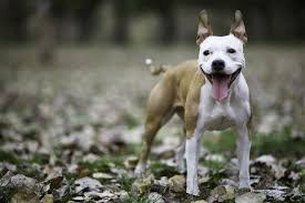 She is a talented dog for guarding, agility, watchdog, obedience, jogging, tracking, and competitive obedience. Information About The American Bulldog And American Pitbull Terrier Mix Pet Ponder