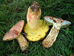 Image result for Boletus speciosus