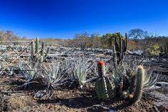 The cacti have a waxy, shiny skin that helps them survive the harsh weather conditions in some of their natural habitats. 93 Cactus Habitat Ideas Cactus Habitats Cactus And Succulents