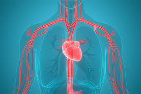 The Cardiovascular System River Of Health Lorna Vanderhaeghe
