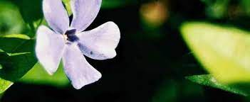 Winterize Creeping Myrtle Back White Bloom Ground Cover Do Nothing Until Spring Creeping Myrtle Myrtle Flower Vinca