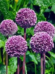 Ferns, while not flowering plants, present an attractive show, with their delicate leaves and arching fronds. Plant Bulbs Now For A Burst Of Spring Color