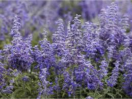 Image result for Perovskia atriplicifolia lacey blue lisslitt photo