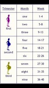 skillful weekly pregnancy calendar how many month is 30