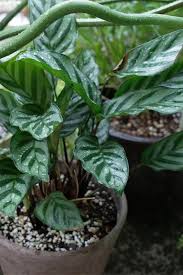 What plants can grow without light. 13 Gorgeous Indoor Plants That Don T Need Sunlight To Grow