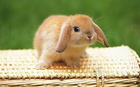 1280x800 cute baby rabbits 9475 hd wallpapers in animals imagescicom. Hd Wallpaper Bunny Rabbit Cute Bunny Bujnny Animals Wallpaper Flare