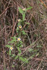 Image result for Sida dregei