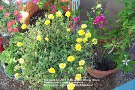 This information about field crop weeds was developed from the publication an ipm pocket guide for weed identification in field crops by wesley everman, christy sprague, steven gower and robert richardson. All About Purslane Garden Org