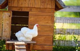 You have several options for your first year and your subsequent years of raising chickens: Egg Onomics The Real Cost Of Raising Backyard Chickens