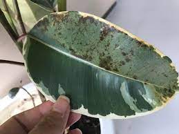 By the time temperatures reach into the seventies, the disease is running rampant and won't slow down until the daytime temperatures rise above 85 f. Help Black Spots On My Rubber Plant Fungus Bugs Indoorgarden