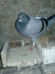 Sebenarnya warung pak pinggir ini tidak hanya menyediakan bebek goreng saja, melainkan ada ayam goreng dan burung dara goreng. Jual Beli Merpati Racing Pos Boyolali Ampel Home Facebook